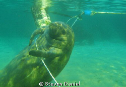 Manatee at Crystal River-Three Sister Springs rubbing his... by Steven Daniel 